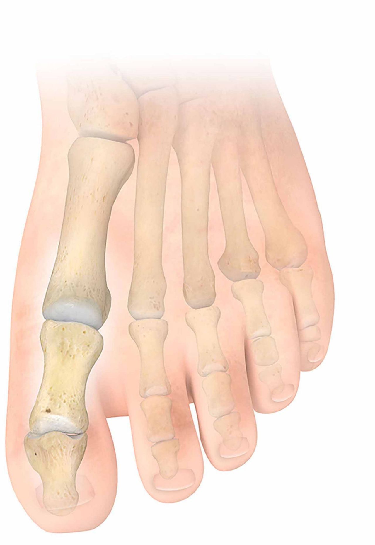 Toes-superior-healthy