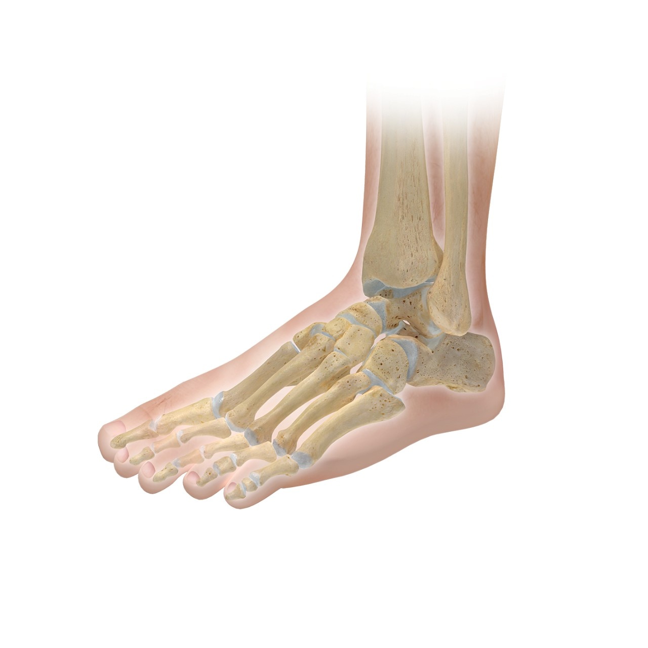 foot-illustration-healthy